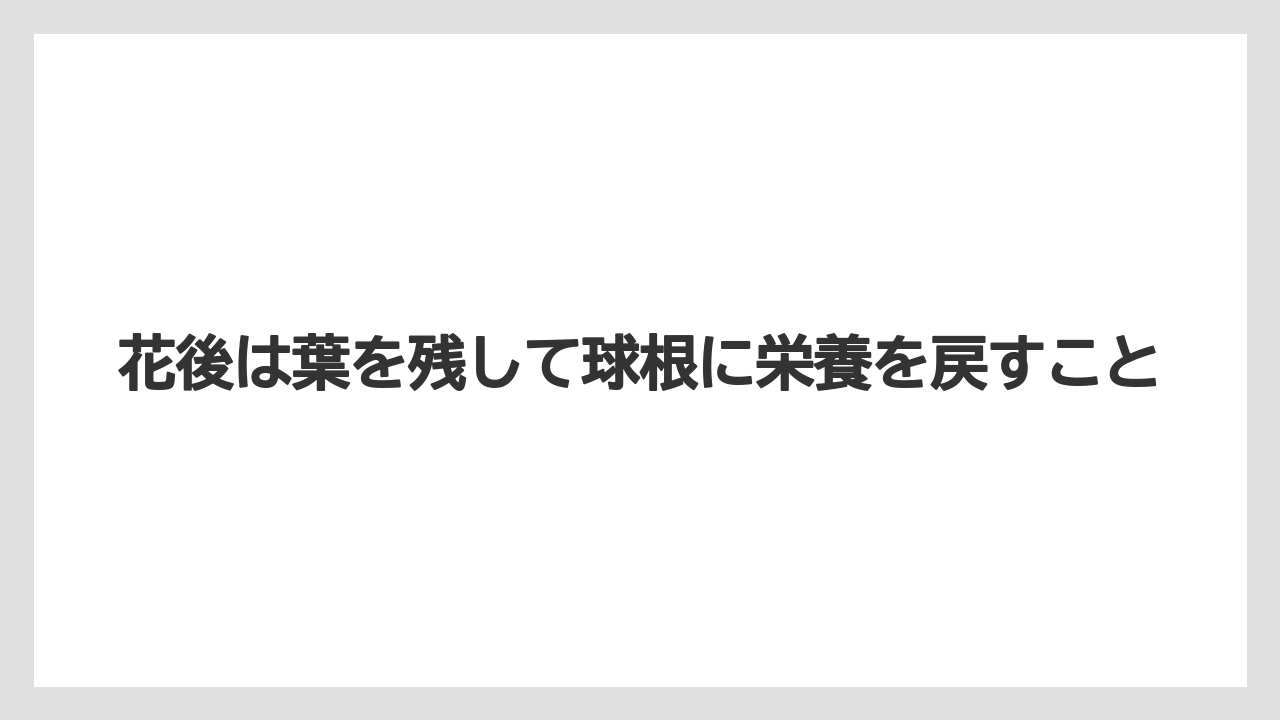 【栽培】【農園】【農業】花後は葉を残して球根に栄養を戻すこと