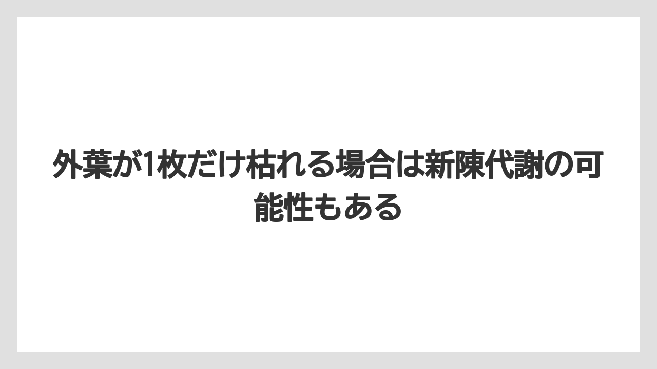 【サンスベリア】【栽培】【農業】外葉が1枚だけ枯れる場合は新陳代謝の可能性もある