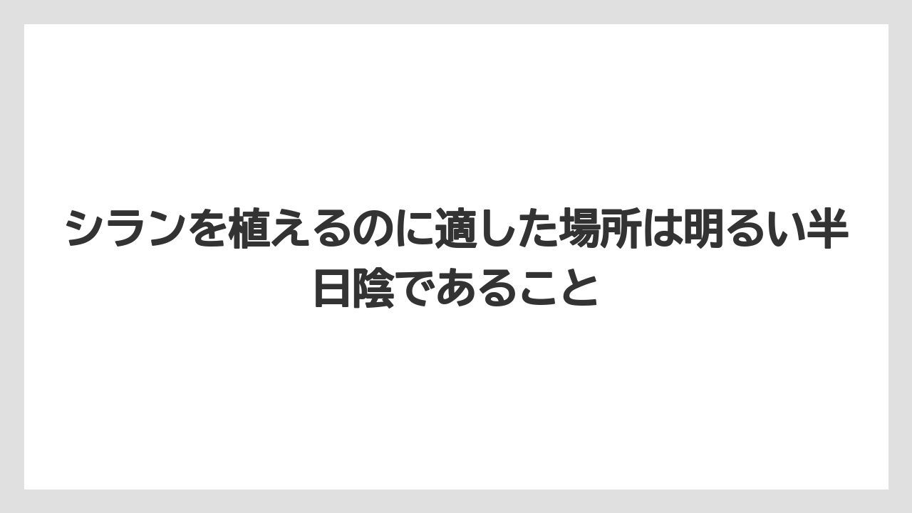 【栽培】【農園】【農業】シランを植えるのに適した場所は明るい半日陰であること