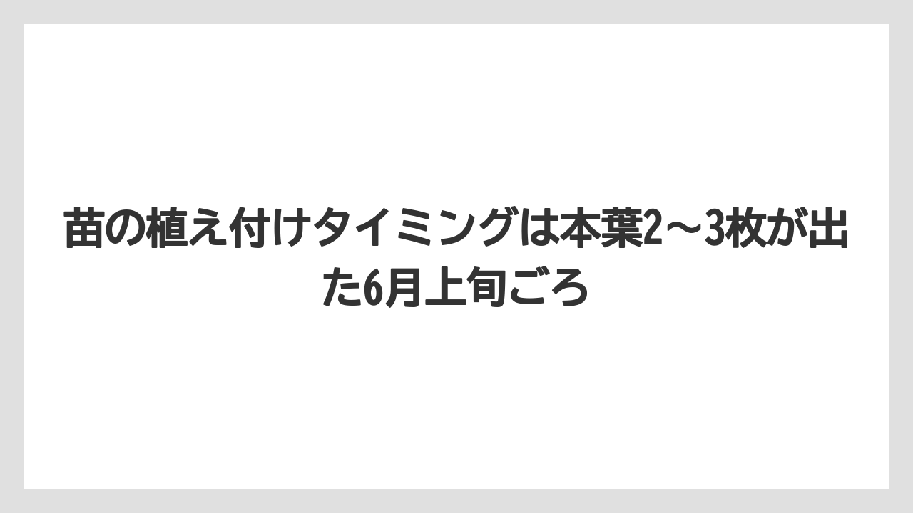 【ゴーヤ】【栽培】【農業】苗の植え付けタイミングは本葉2〜3枚が出た6月上旬ごろ
