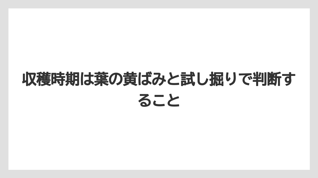 【栽培】【育て方】【花】【農業】収穫時期は葉の黄ばみと試し掘りで判断すること