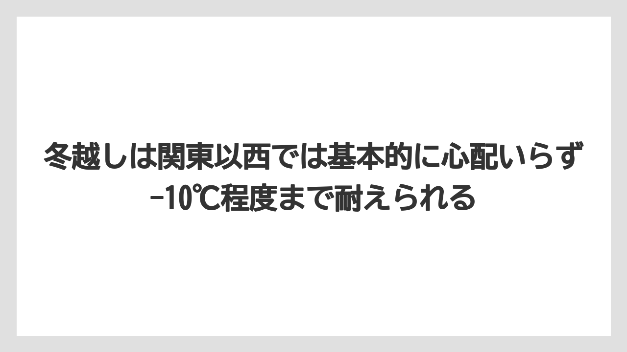【バラ】【栽培】【農業】冬越しは関東以西では基本的に心配いらず-10℃程度まで耐えられる