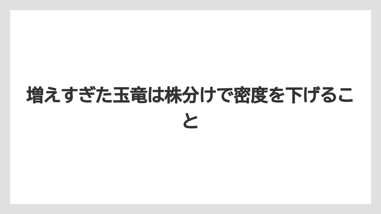 【しそ】【ミント】【栽培】増えすぎた玉竜は株分けで密度を下げること