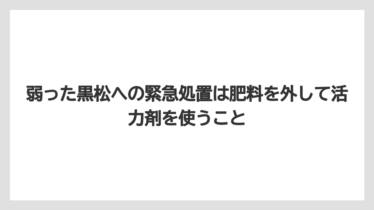 【栽培】【葉】【農業】弱った黒松への緊急処置は肥料を外して活力剤を使うこと