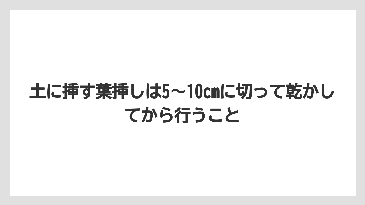 【サンスベリア】【栽培】【農業】土に挿す葉挿しは5〜10cmに切って乾かしてから行うこと
