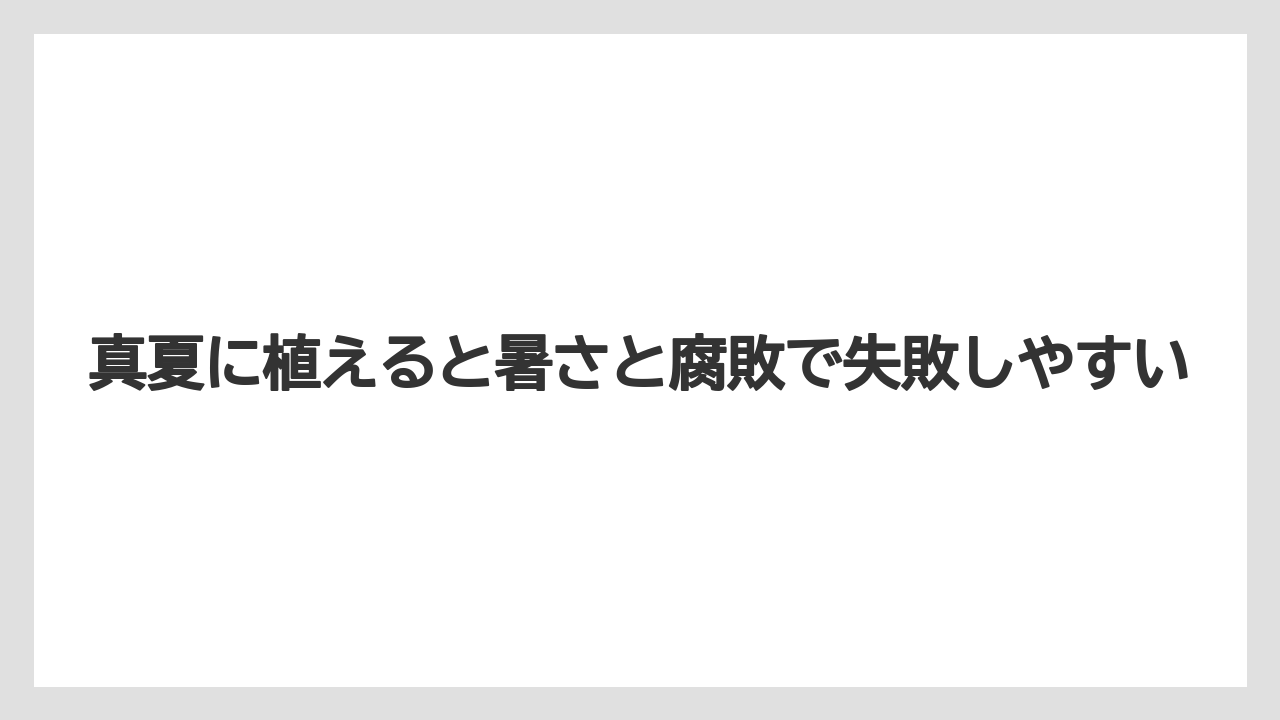 【支柱】【栽培】【豆苗】【農業】真夏に植えると暑さと腐敗で失敗しやすい