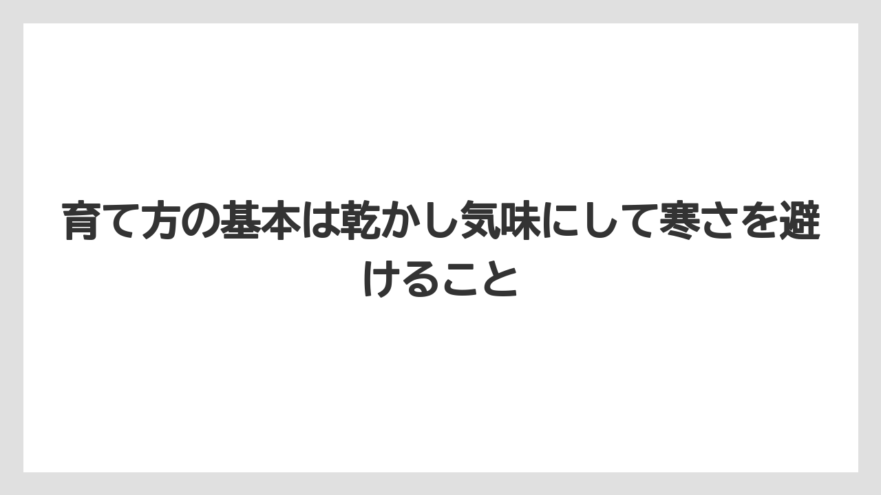 【サンスベリア】【サンセベリア】【栽培】育て方の基本は乾かし気味にして寒さを避けること