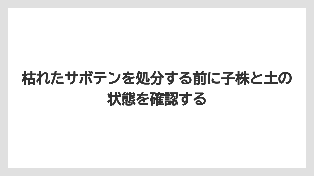 【サボテン】【枯れ】【栽培】枯れたサボテンを処分する前に子株と土の状態を確認する