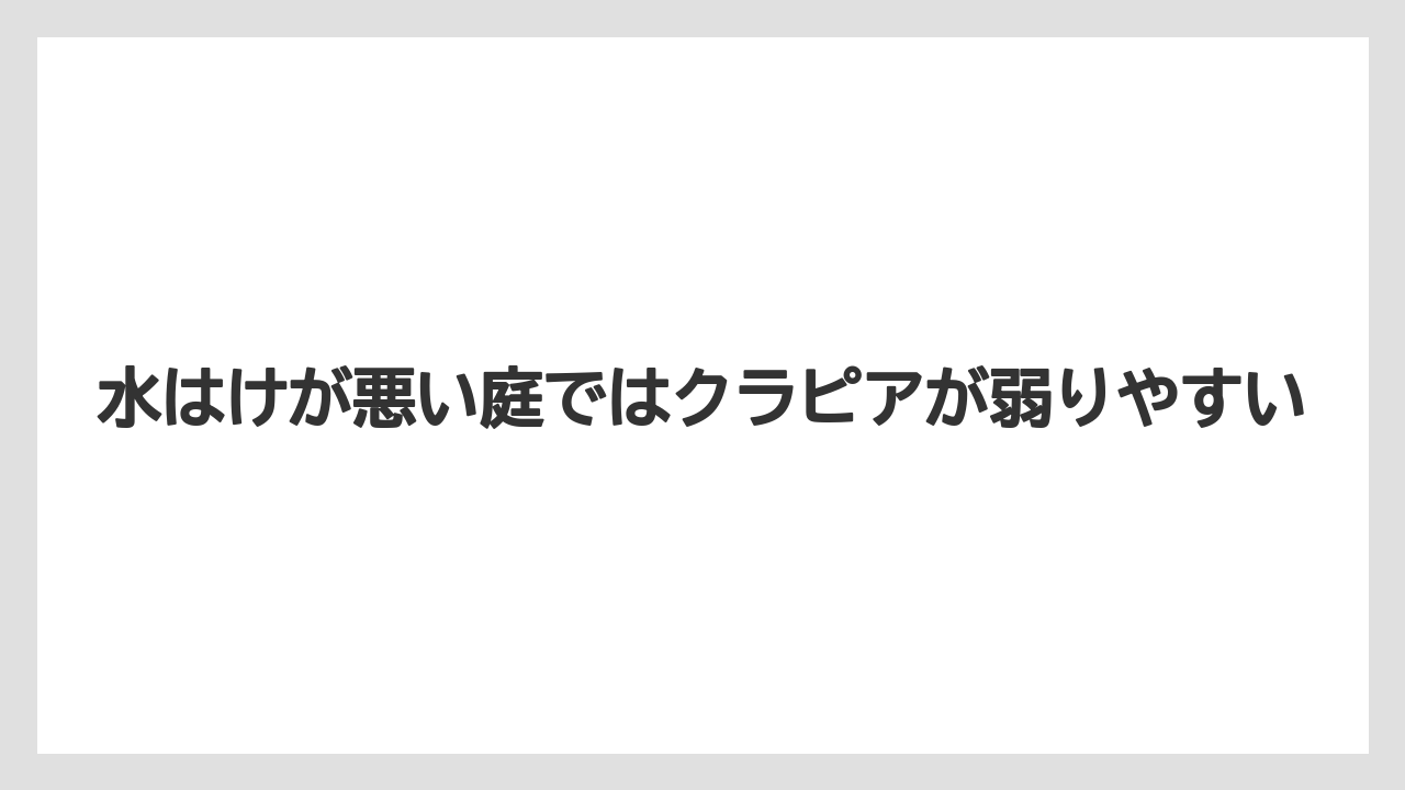 【バラ】【栽培】【農業】水はけが悪い庭ではクラピアが弱りやすい