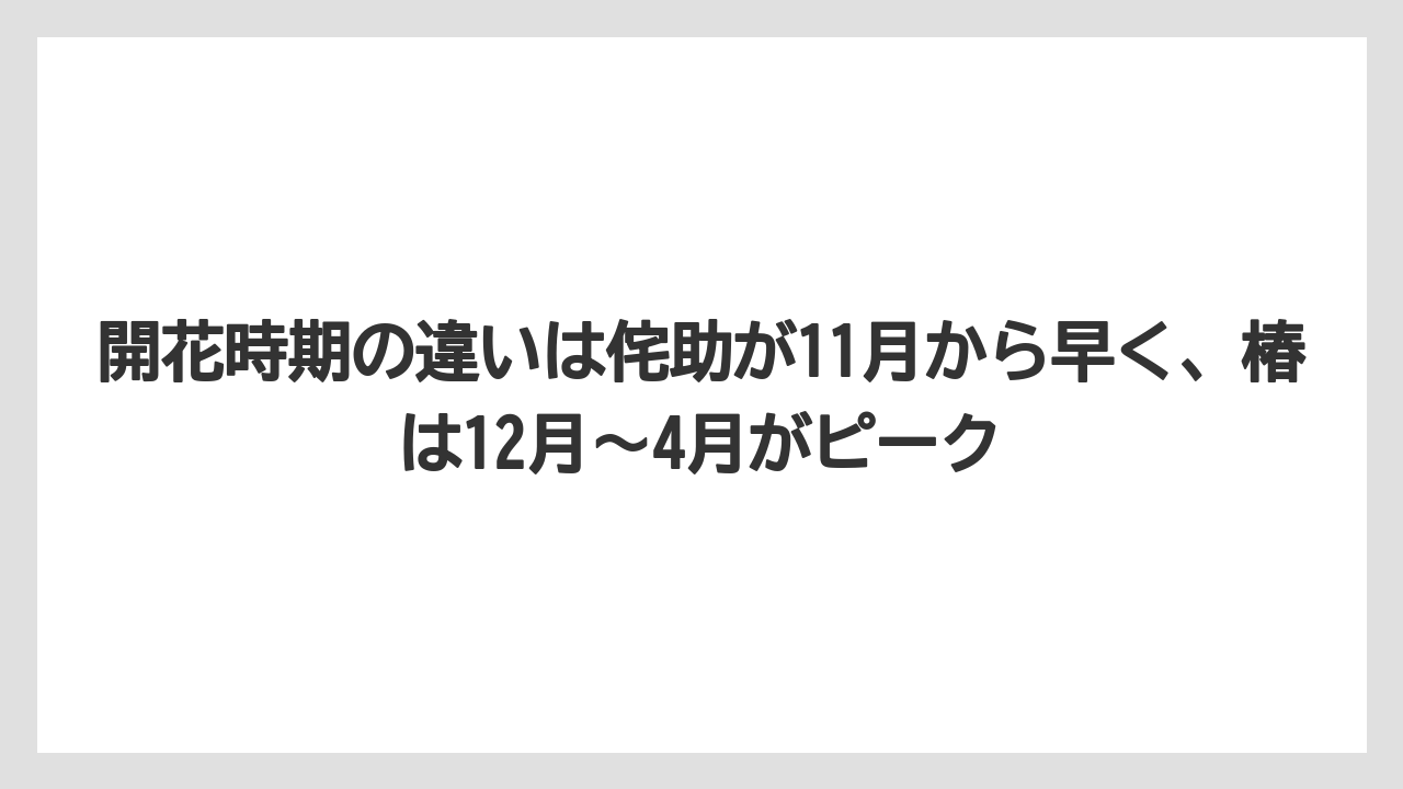 【栽培】【農園】【農業】開花時期の違いは侘助が11月から早く、椿は12月〜4月がピーク