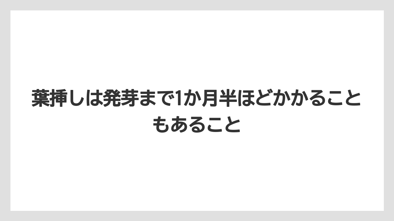 【100均】【エケベリア】【バラ】【多肉植物】【栽培】葉挿しは発芽まで1か月半ほどかかることもあること