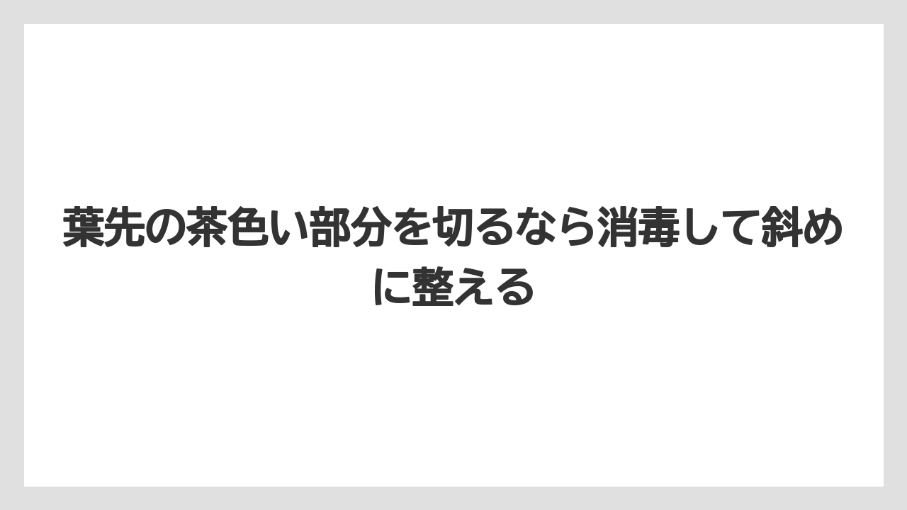 【サンスベリア】【栽培】【肥料】葉先の茶色い部分を切るなら消毒して斜めに整える