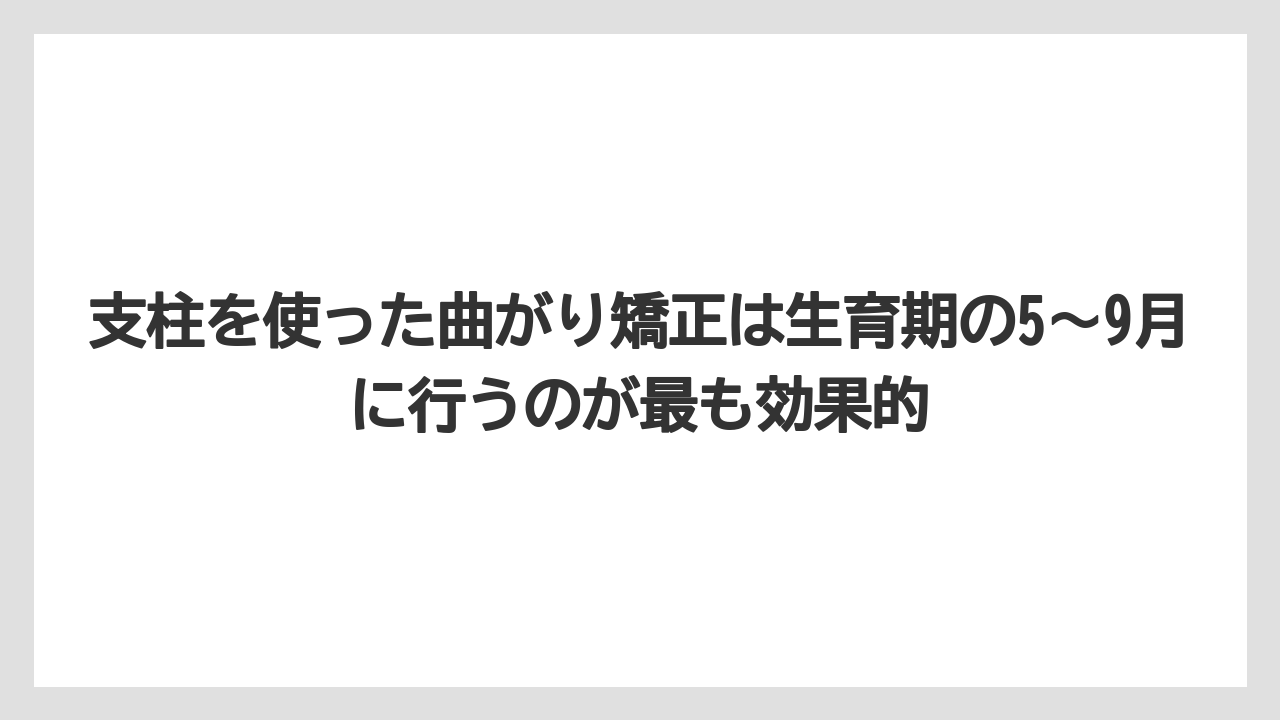 【栽培】【農園】【農業】支柱を使った曲がり矯正は生育期の5〜9月に行うのが最も効果的