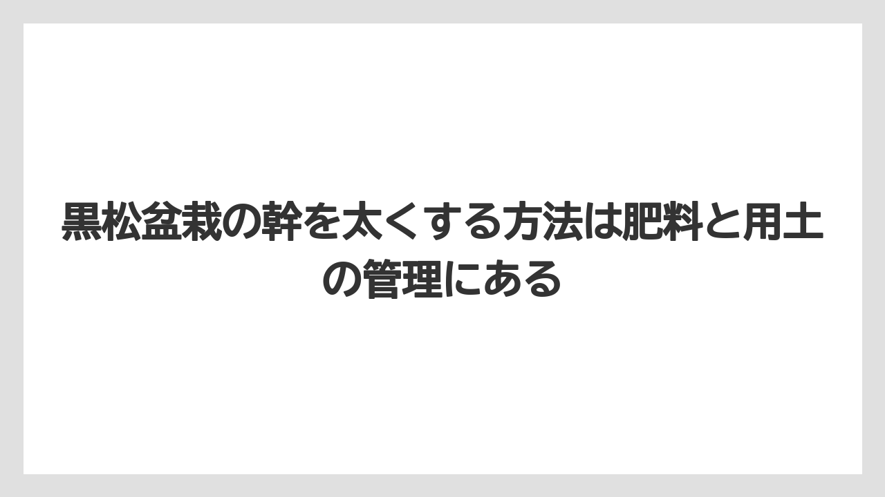 【栽培】【農園】【農業】黒松盆栽の幹を太くする方法は肥料と用土の管理にある