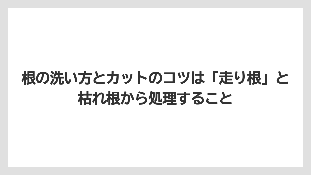 【栽培】【植物】【観葉】【鉢】根の洗い方とカットのコツは「走り根」と枯れ根から処理すること