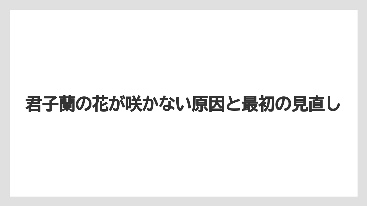 君子蘭の花が咲かない原因と最初の見直し