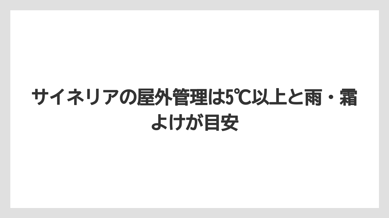 【栽培】【肥料】【農業】サイネリアの屋外管理は5℃以上と雨・霜よけが目安