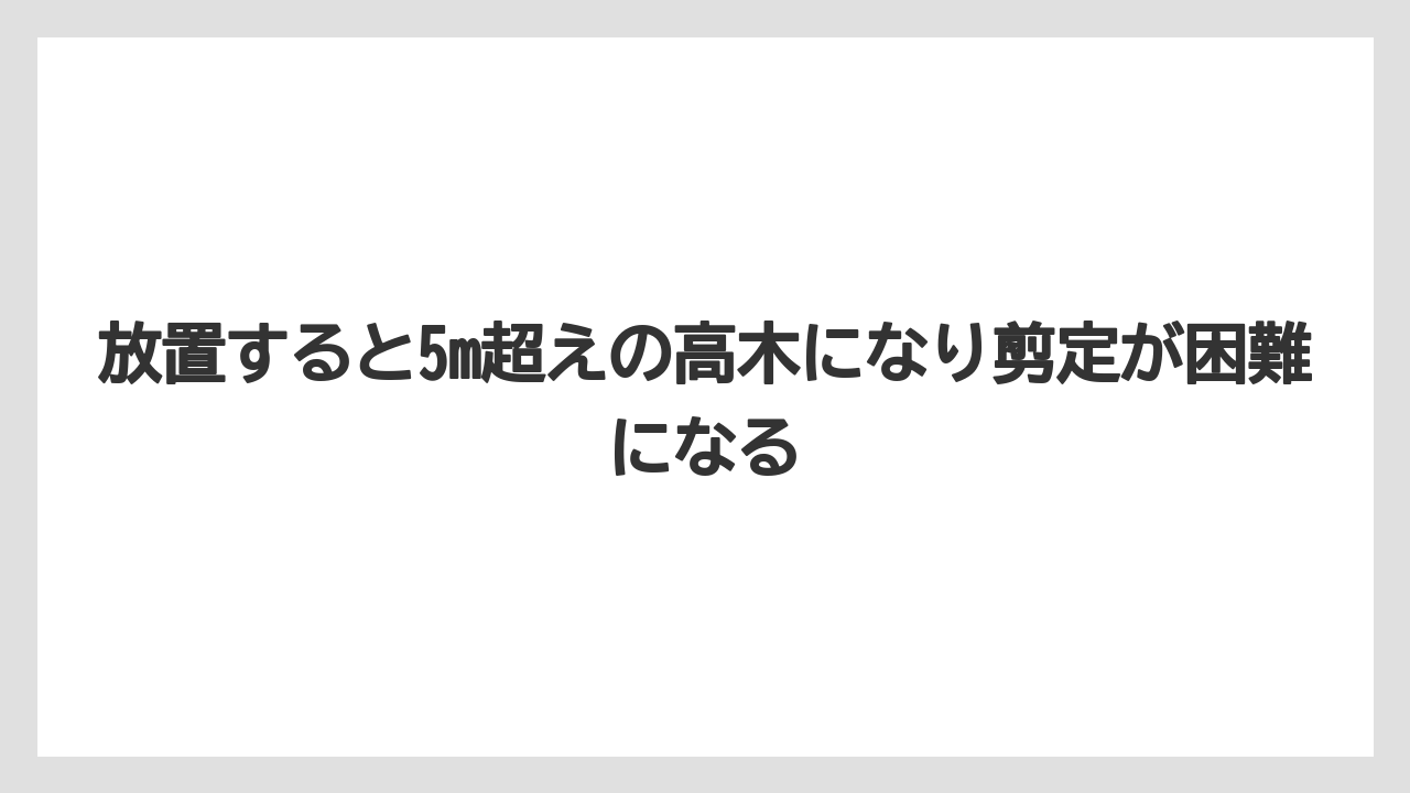 【オリーブ】【栽培】【農業】放置すると5m超えの高木になり剪定が困難になる