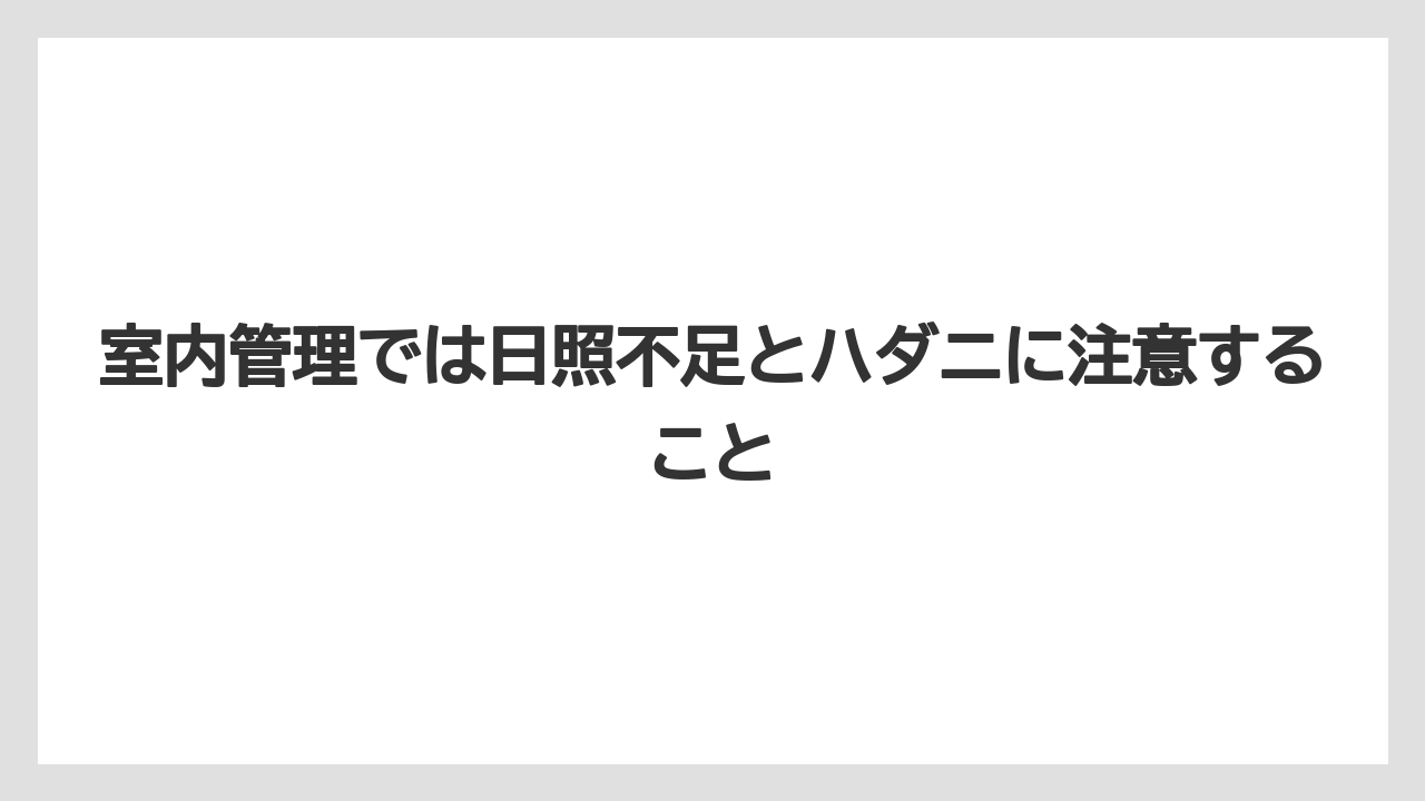 【枯れ】【栽培】【越し】室内管理では日照不足とハダニに注意すること