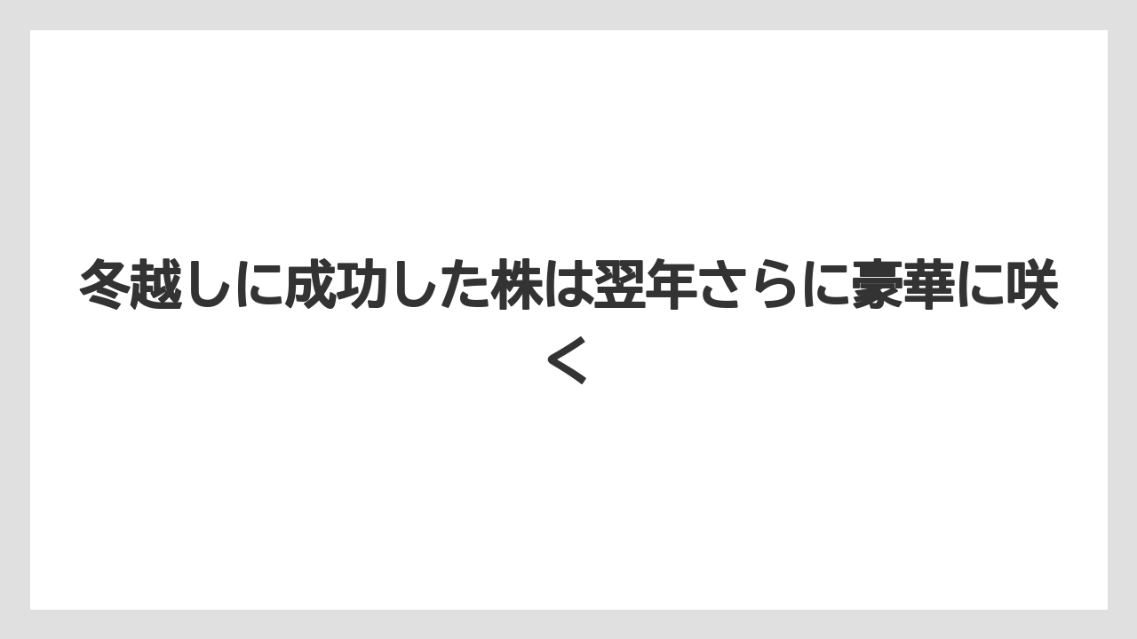 【剪定】【栽培】【越し】冬越しに成功した株は翌年さらに豪華に咲く