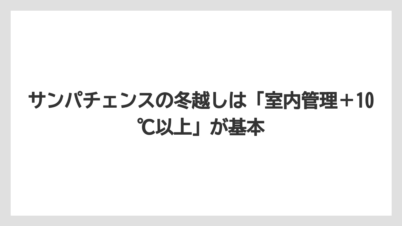 【剪定】【栽培】【越し】サンパチェンスの冬越しは「室内管理＋10℃以上」が基本