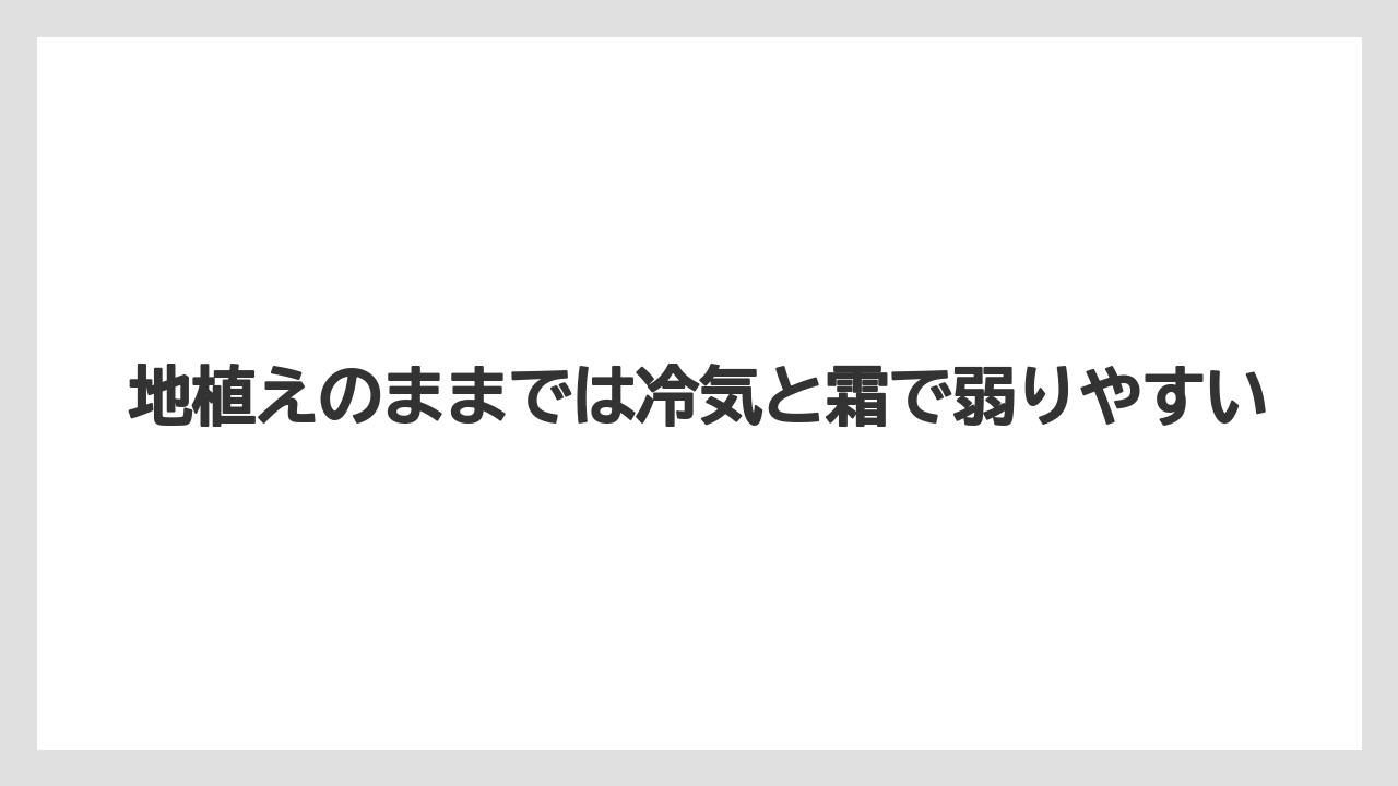 【栽培】【草】【越し】地植えのままでは冷気と霜で弱りやすい