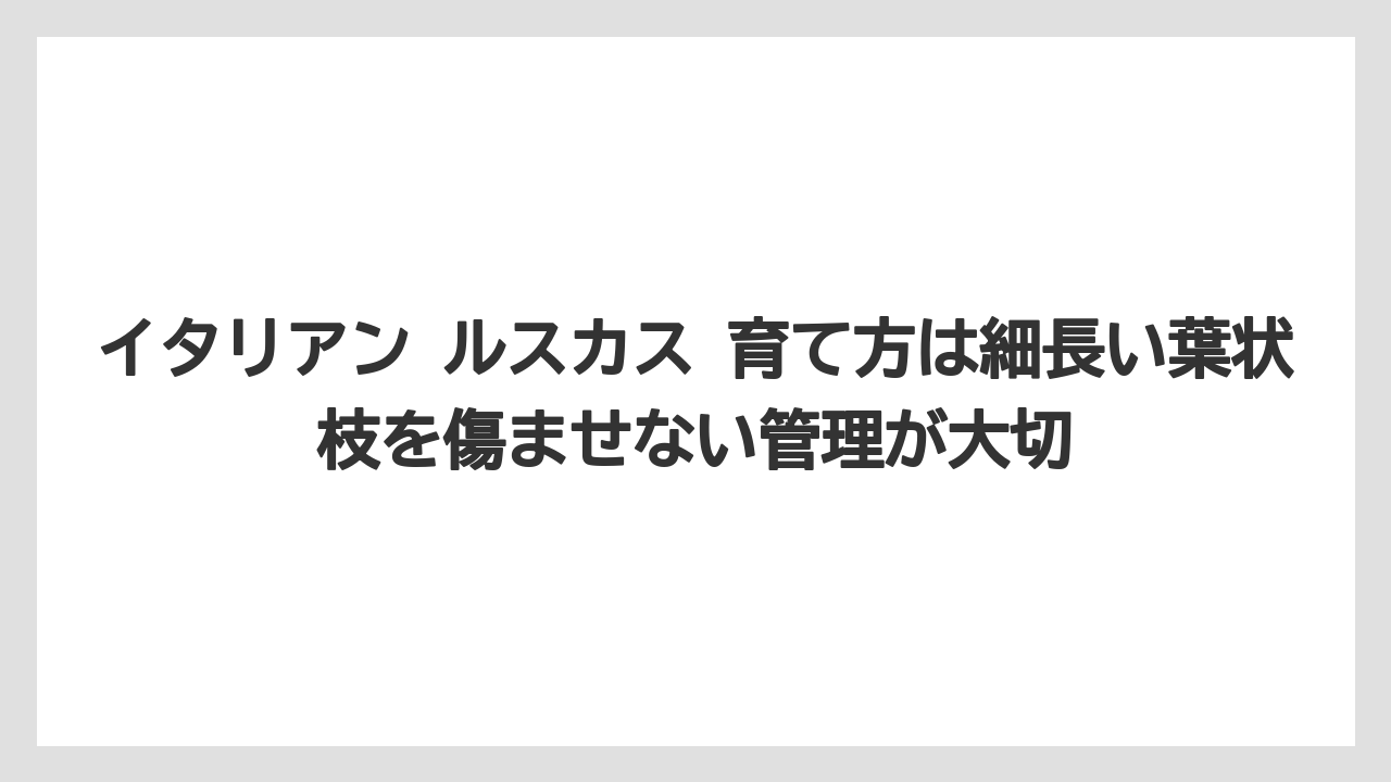 【ルスカス】【栽培】【花】【葉】イタリアン ルスカス 育て方は細長い葉状枝を傷ませない管理が大切
