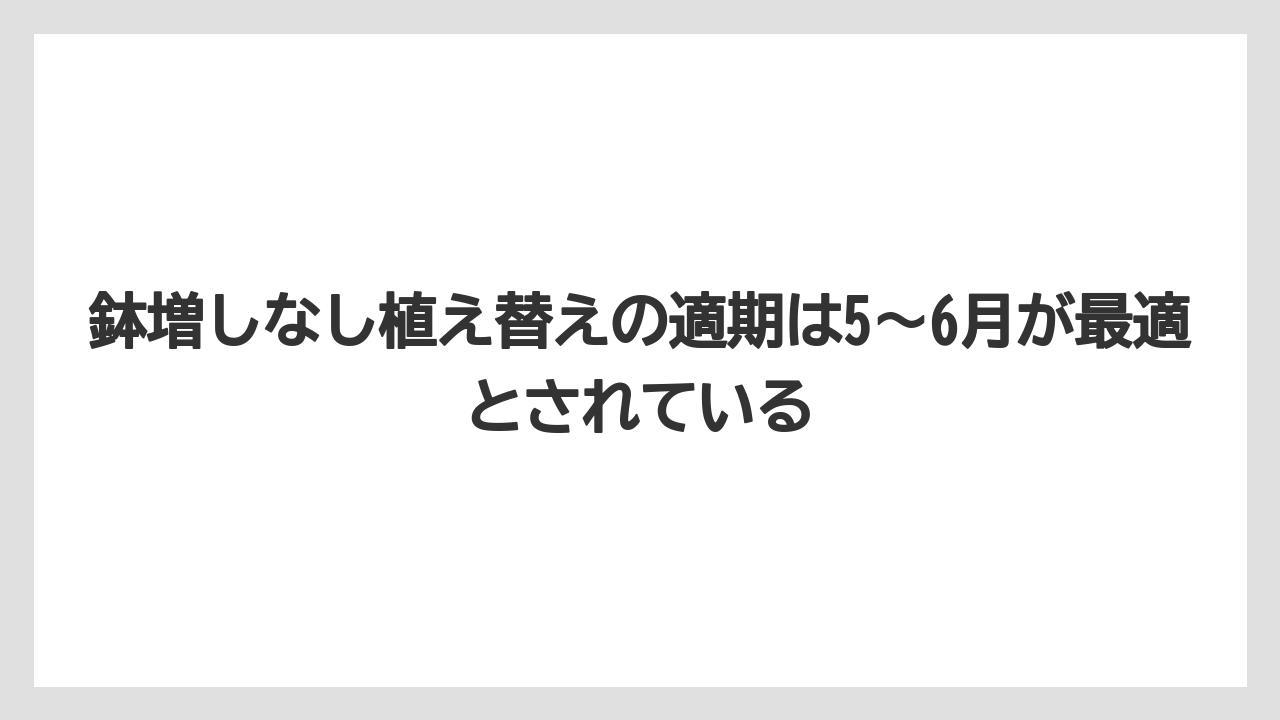 【栽培】【植物】【観葉】【鉢】鉢増しなし植え替えの適期は5〜6月が最適とされている