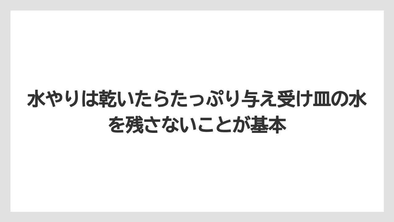 【栽培】【農園】【農業】水やりは乾いたらたっぷり与え受け皿の水を残さないことが基本
