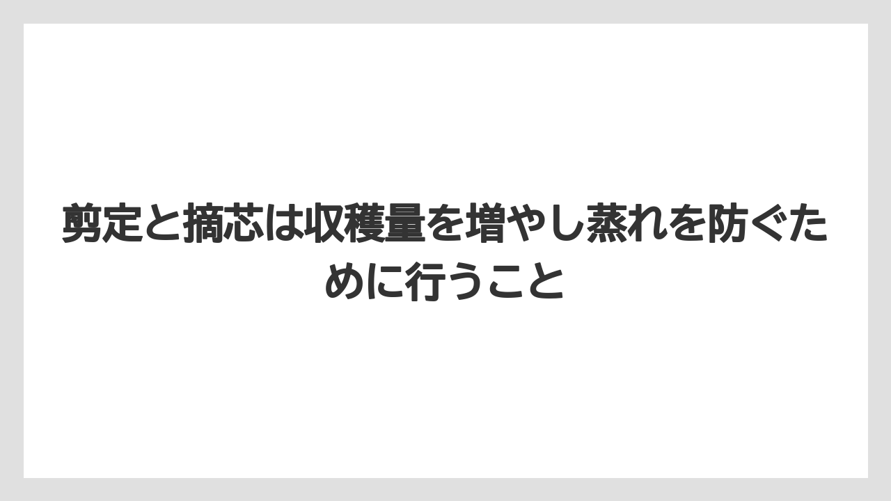 【ミント】【栽培】【農業】剪定と摘芯は収穫量を増やし蒸れを防ぐために行うこと
