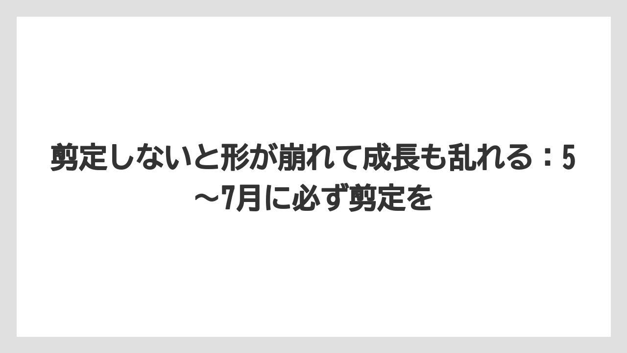 【ガジュマル】【根】【栽培】【育て方】剪定しないと形が崩れて成長も乱れる：5〜7月に必ず剪定を