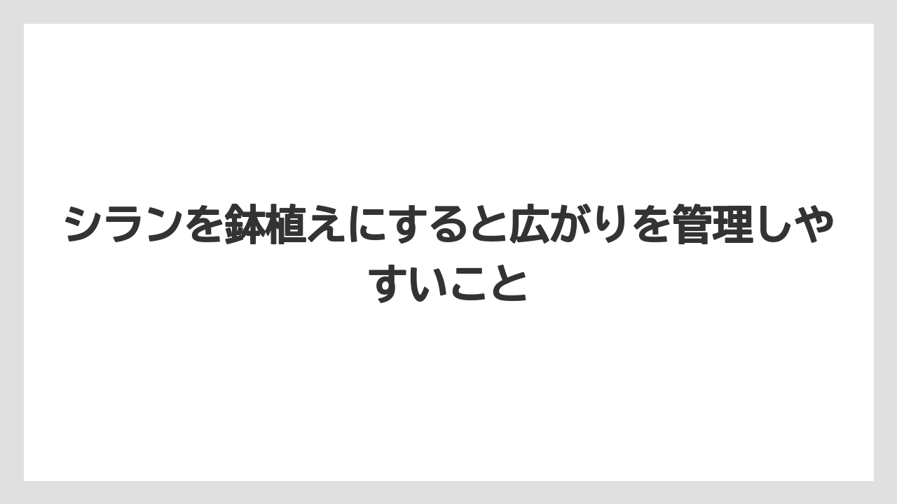 【栽培】【農園】【農業】シランを鉢植えにすると広がりを管理しやすいこと