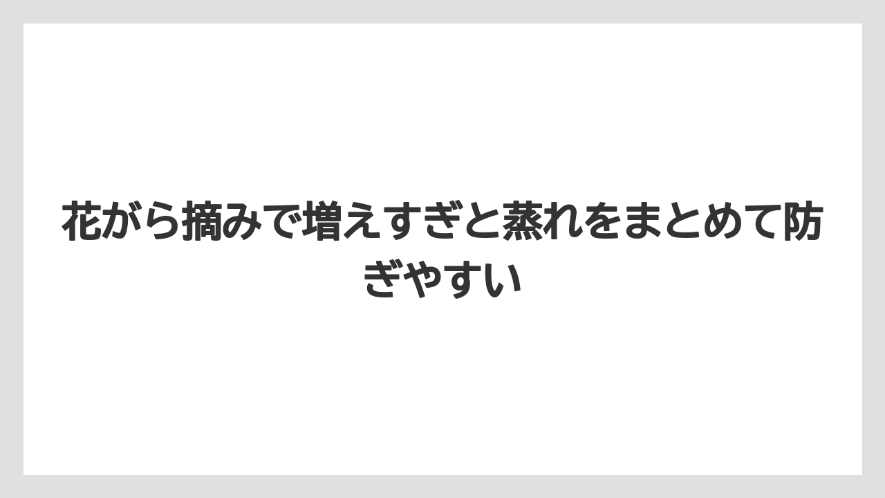 【栽培】【農園】【農業】花がら摘みで増えすぎと蒸れをまとめて防ぎやすい