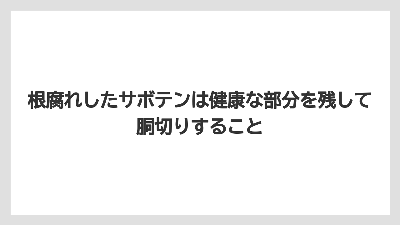【サボテン】【危険】【枯れ】【栽培】根腐れしたサボテンは健康な部分を残して胴切りすること