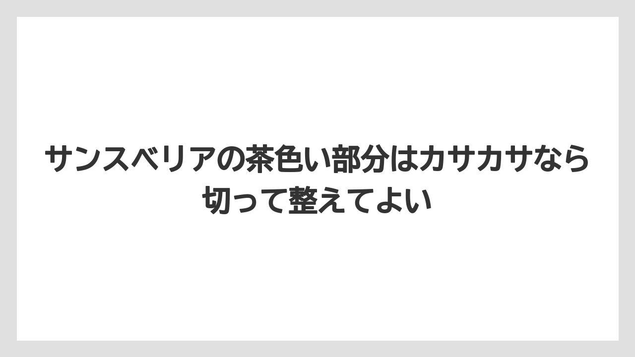 【サンスベリア】【栽培】【肥料】サンスベリアの茶色い部分はカサカサなら切って整えてよい