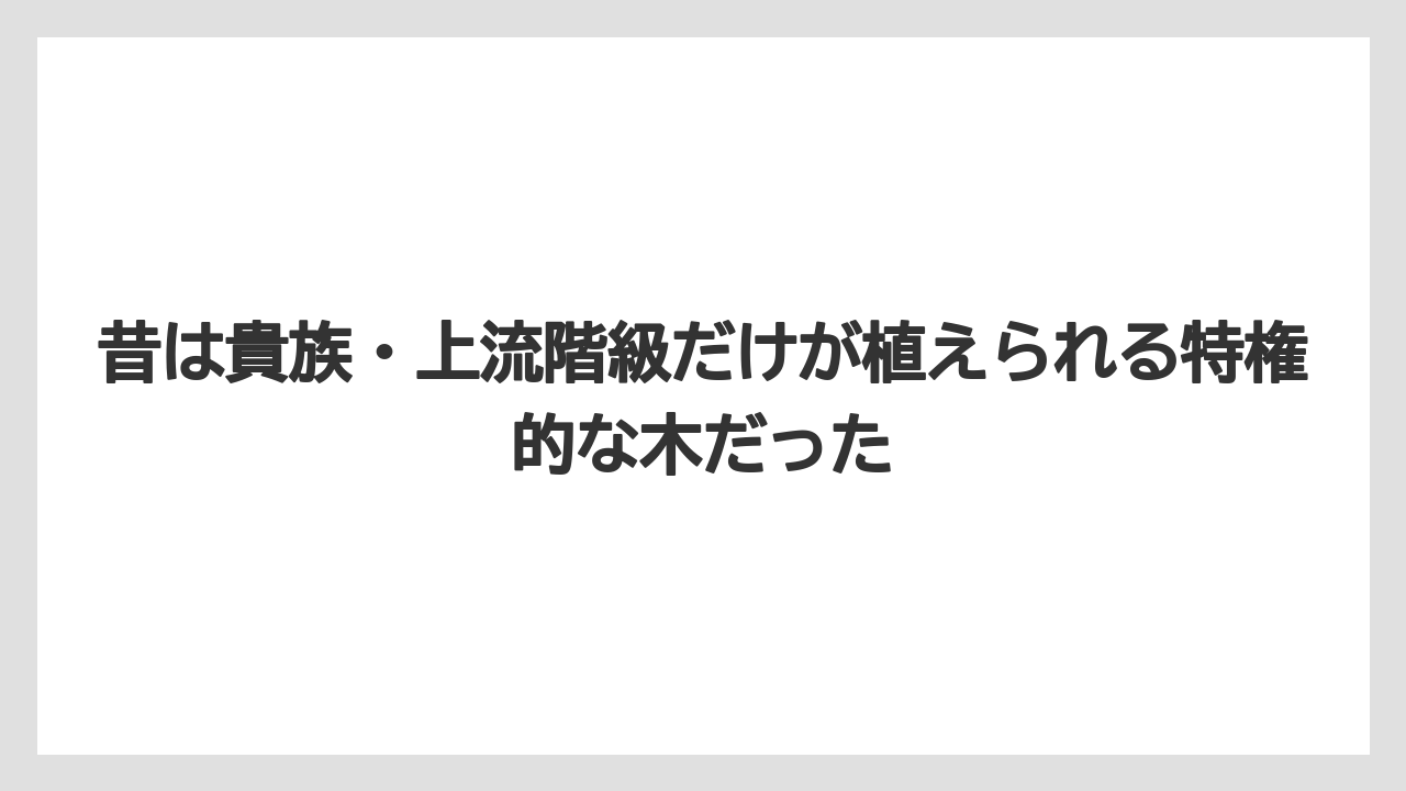 【いけない】【庭】【栽培】【植え】【育て方】昔は貴族・上流階級だけが植えられる特権的な木だった