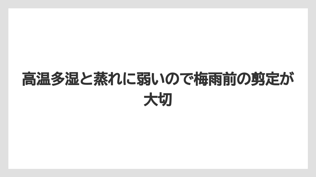 【いけない】【クリーピング】【庭】【後悔】【植え】高温多湿と蒸れに弱いので梅雨前の剪定が大切