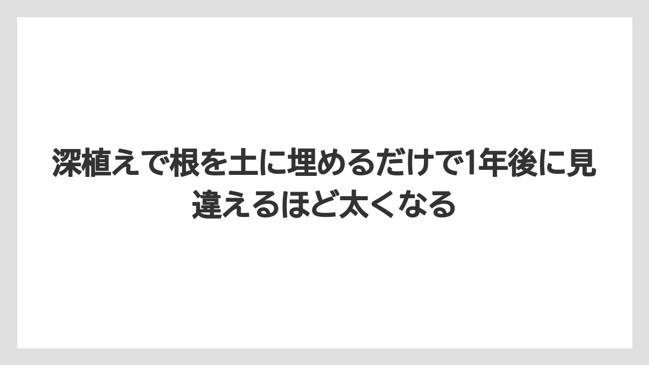 【ガジュマル】【根】【栽培】【育て方】深植えで根を土に埋めるだけで1年後に見違えるほど太くなる