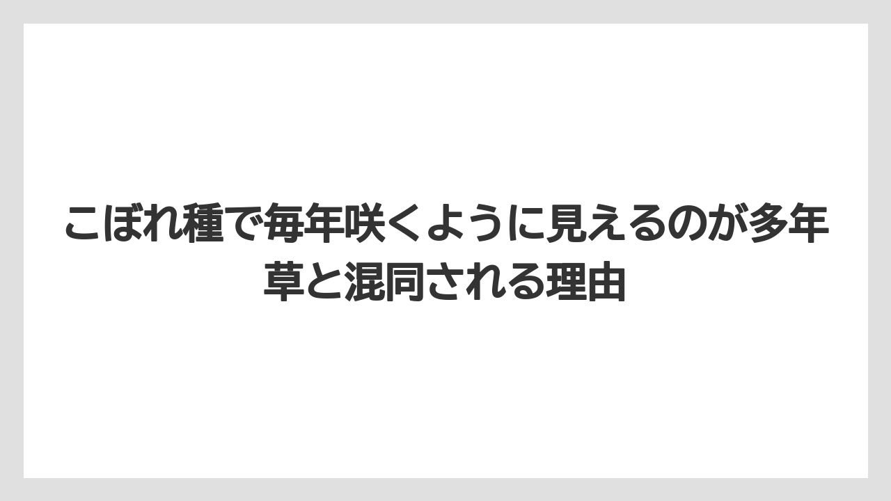 【栽培】【育て方】【草】こぼれ種で毎年咲くように見えるのが多年草と混同される理由