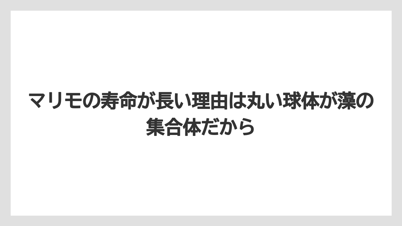 【栽培】【農園】【農業】マリモの寿命が長い理由は丸い球体が藻の集合体だから