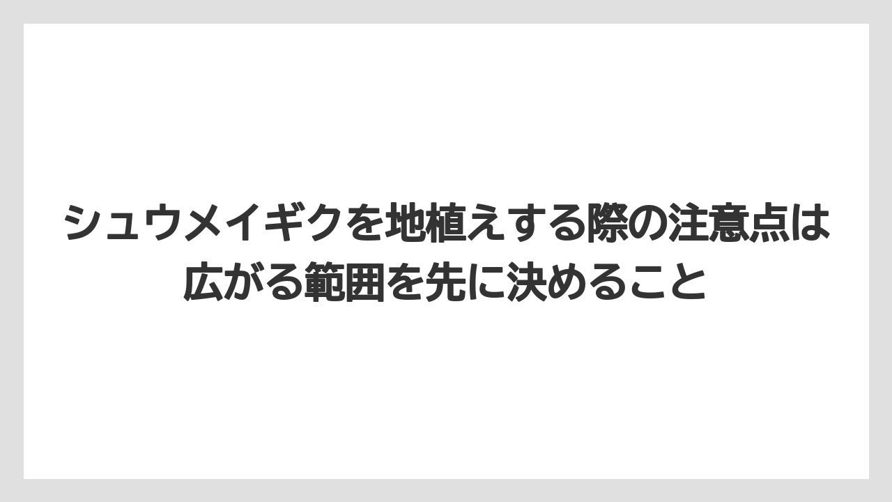 【栽培】【農園】【農業】シュウメイギクを地植えする際の注意点は広がる範囲を先に決めること