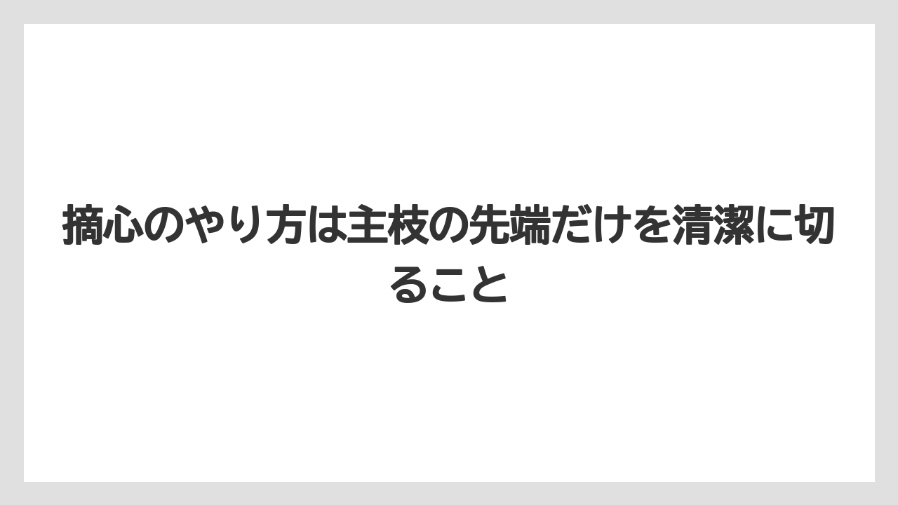 【栽培】【育て方】【花】【農業】摘心のやり方は主枝の先端だけを清潔に切ること