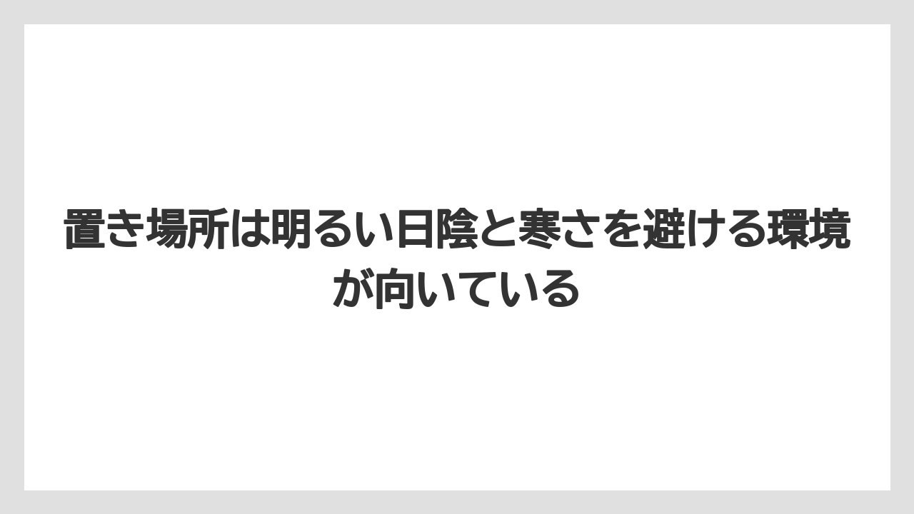 【サンスベリア】【栽培】【農業】置き場所は明るい日陰と寒さを避ける環境が向いている