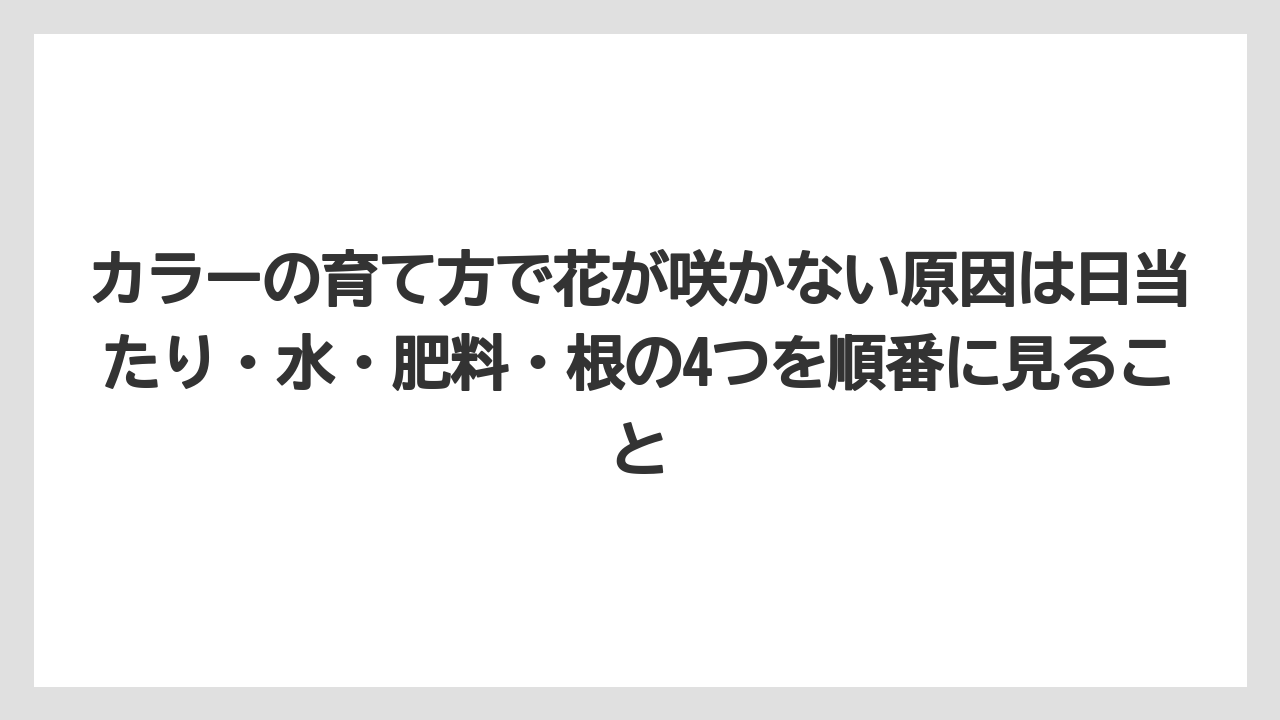 【栽培】【農園】【農業】カラーの育て方で花が咲かない原因は日当たり・水・肥料・根の4つを順番に見ること