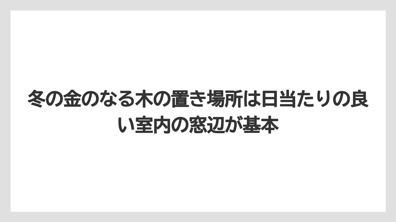 【栽培】【農園】【農業】冬の金のなる木の置き場所は日当たりの良い室内の窓辺が基本