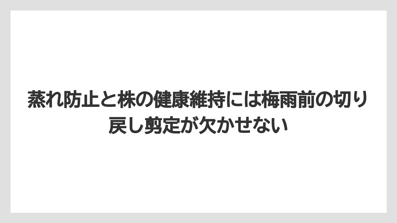 【バラ】【栽培】【農業】蒸れ防止と株の健康維持には梅雨前の切り戻し剪定が欠かせない