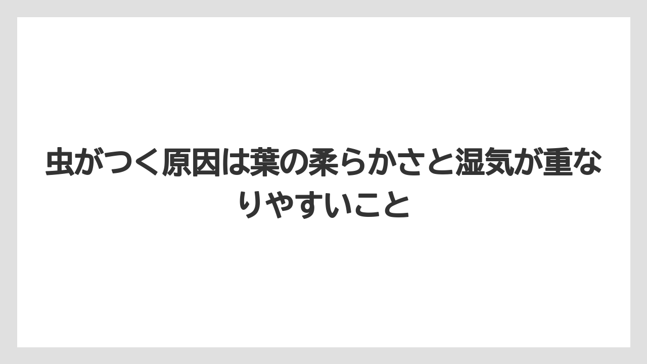 【栽培】【葉】【農業】虫がつく原因は葉の柔らかさと湿気が重なりやすいこと