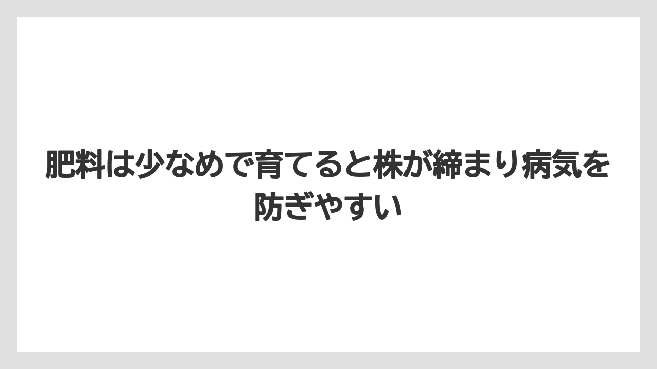【バラ】【栽培】【肥料】肥料は少なめで育てると株が締まり病気を防ぎやすい