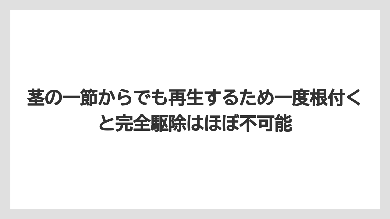 【栽培】【農園】【農業】茎の一節からでも再生するため一度根付くと完全駆除はほぼ不可能