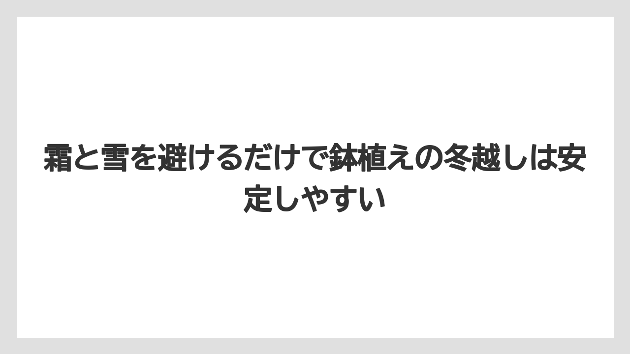 【栽培】【農園】【農業】霜と雪を避けるだけで鉢植えの冬越しは安定しやすい